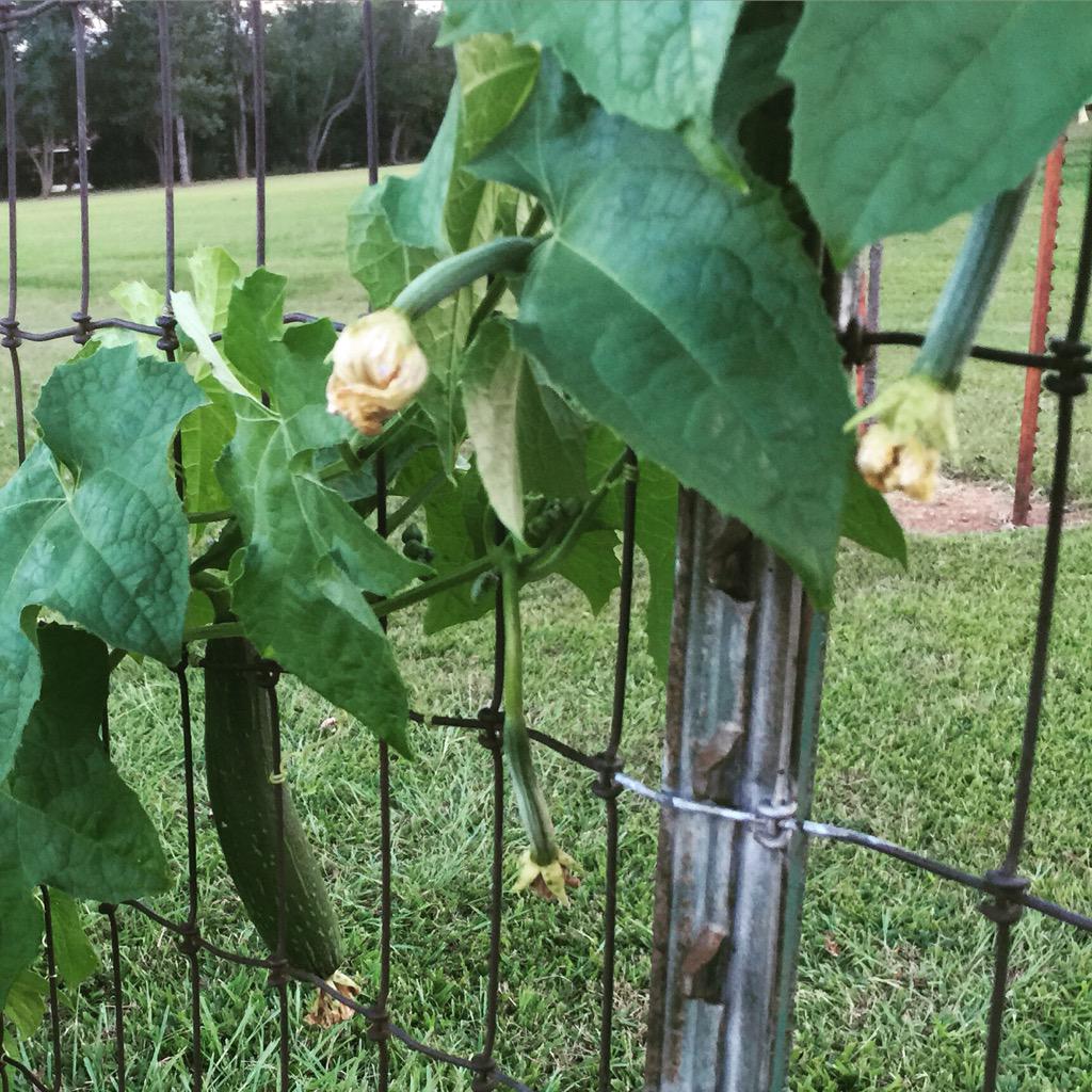 lemontreesoap's tweet image. #loofasponge coming to your bath or shower this #christmas @lemontreesoapco  #shoplocal #oklahoma #smallbusiness