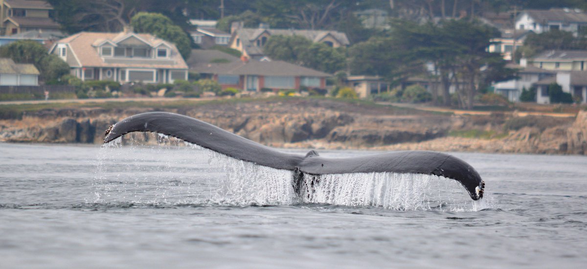 This whale's going in for the krill! Another amazing day in Monterey Bay shot by staffer Dan Albro. #BigBlueLive