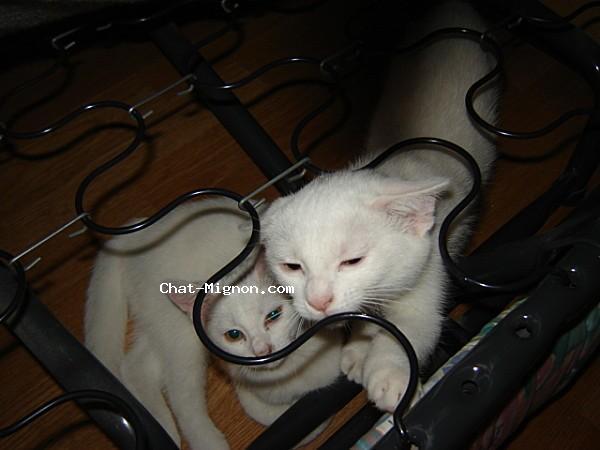 Chat Mignon Com Chatmignoncom Twitter