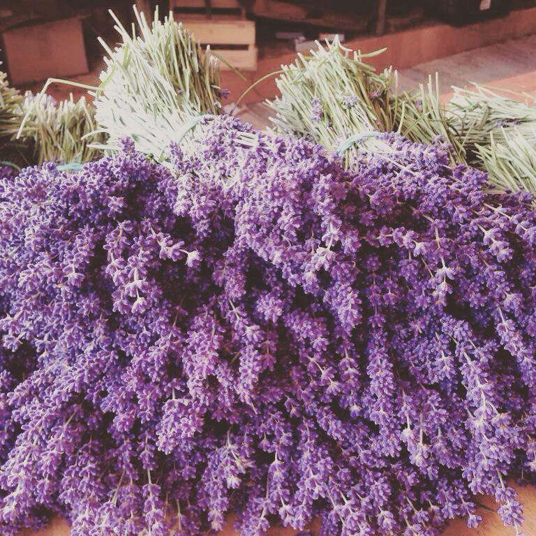 vanityxuk's tweet photo. Had a lovely day @LavenderSurrey farm came back with some lovely biscuits, it's a must see before they are harvested. http://t.co/TLY0SmZmB4