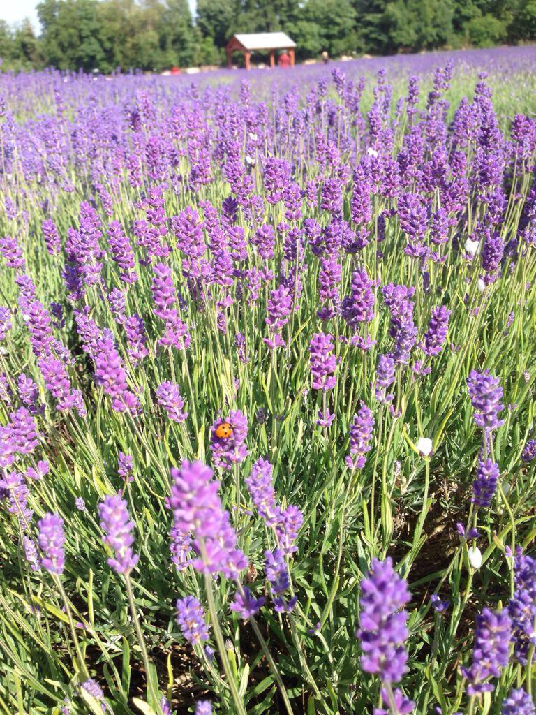 vanityxuk's tweet photo. Had a lovely day @LavenderSurrey farm came back with some lovely biscuits, it's a must see before they are harvested. http://t.co/TLY0SmZmB4
