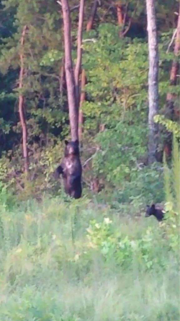 mringsdorf's tweet photo. @ZRingsdorf @Joshringsdorf - the early bird catches the worm. #orbear. http://t.co/1CSRITlK2n