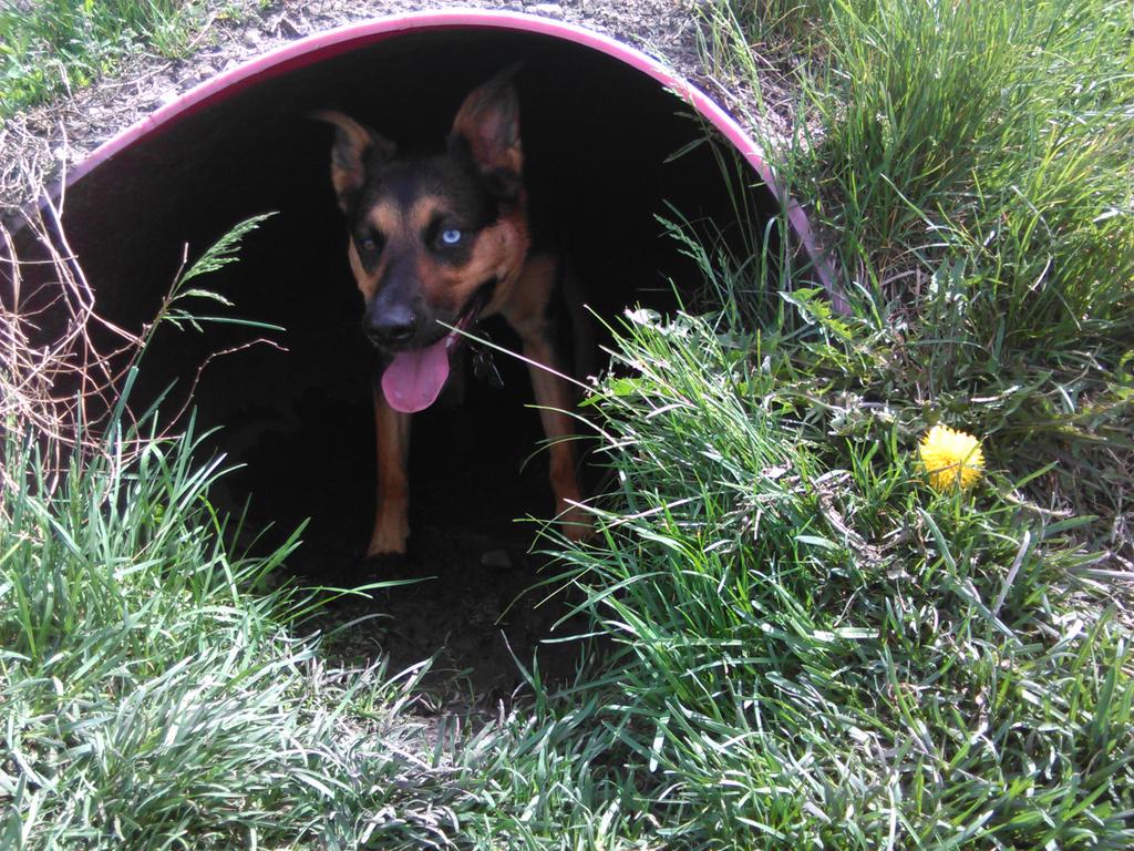 Luna likes hide and seek