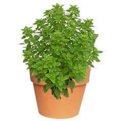decoflor_'s tweet photo. ¿Sabías que la planta de albahaca ahuyenta los mosquitos? En #Decoflor tenemos! Ven y compra la tuya #adiosmosquitos http://t.co/caYfFFViLF