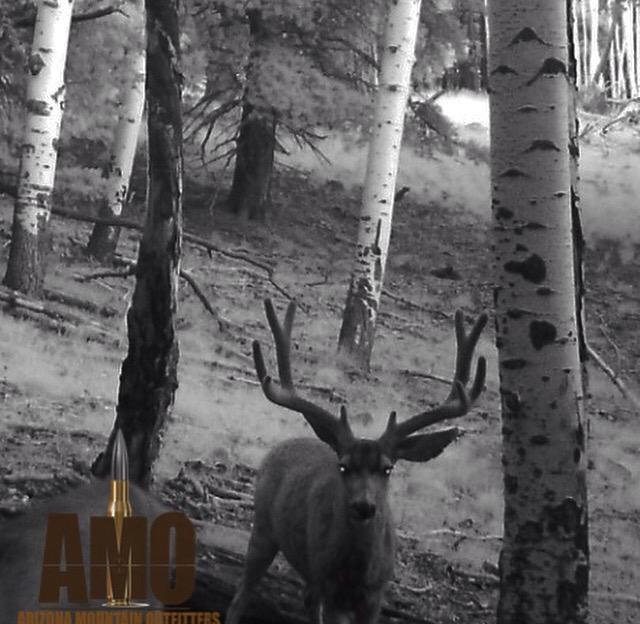 AMOufitters's tweet photo. Archery deer is right around the corner!! http://t.co/EbHlECf5Ob