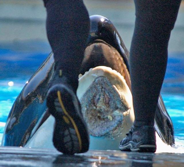 maryanne_mn's tweet photo. @firefly241 @SeaWorld oh so keeping them in a pool to shorten their life span is a great idea? Idts http://t.co/pOqd0r7t7x