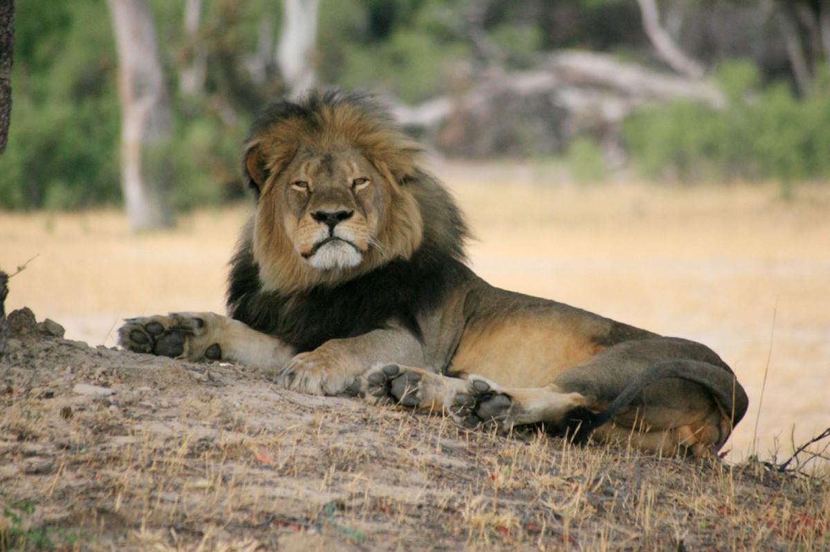 OneGreenPlanet's tweet photo. Time for Major Airlines to Stop Shipping Africa Big Five Trophies http://t.co/rjC224b3IM http://t.co/gTwbrBmm6C