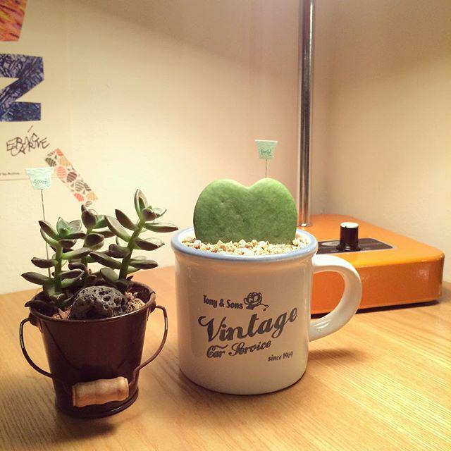 iksan_instagram's tweet image. 우리집에 같이 가자 🙋🏻
-

#다육식물 #미니다육 #양동이
#하트선인장 🌵 by hyeri_88