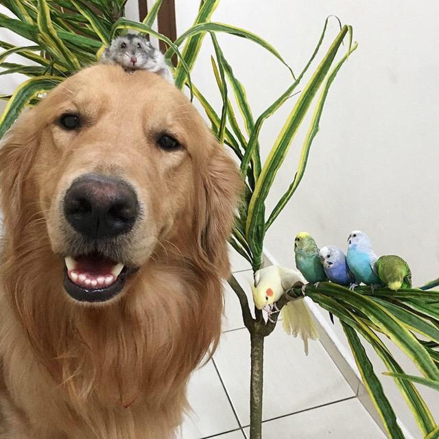 ilovegracey333's tweet image. This is soo cute 😍🐶