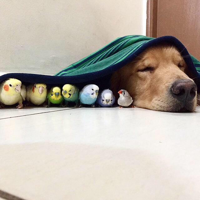 ilovegracey333's tweet image. This is soo cute 😍🐶