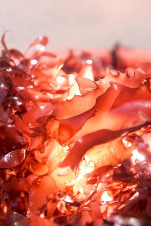 Rt <a href="/kevinorland/">Kevin Orland</a> There's a seaweed that tastes like bacon.  How soon can I buy some? bit.ly/1SGOJ5B #vegan