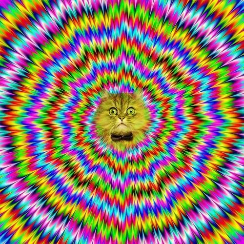 FamCreatures's tweet image. Hypno-Cat says you WILL come to tonights show at the @SebrightArms ...Tickets available here: wegottickets.com/event/327157
