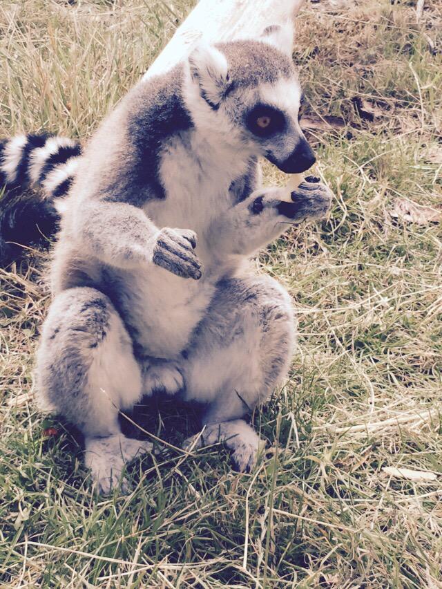 beane77's tweet image. Lovely day at the zoo