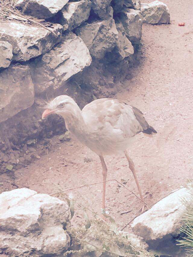 beane77's tweet image. Lovely day at the zoo