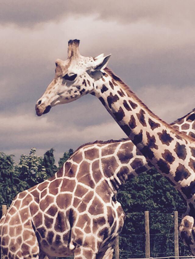 beane77's tweet image. Lovely day at the zoo