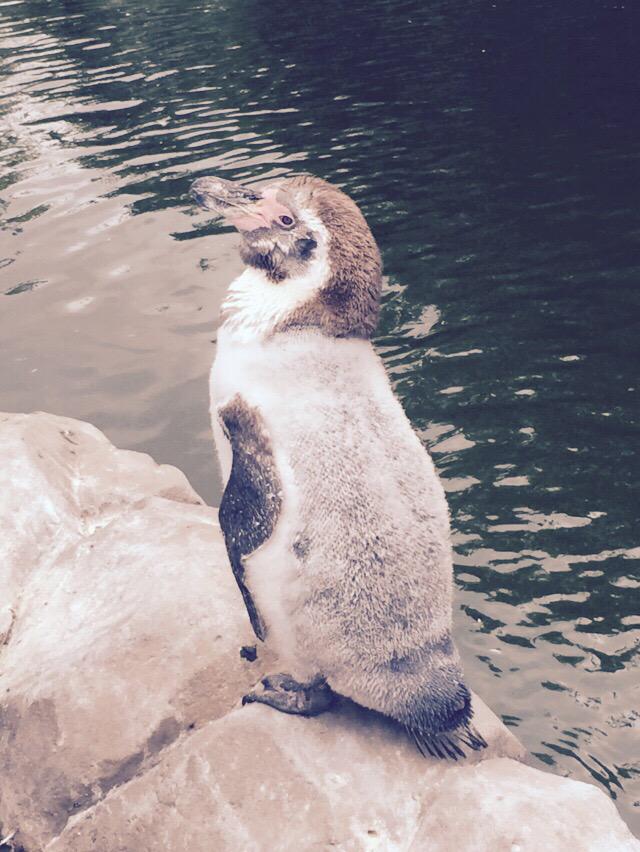 beane77's tweet image. Lovely day at the zoo