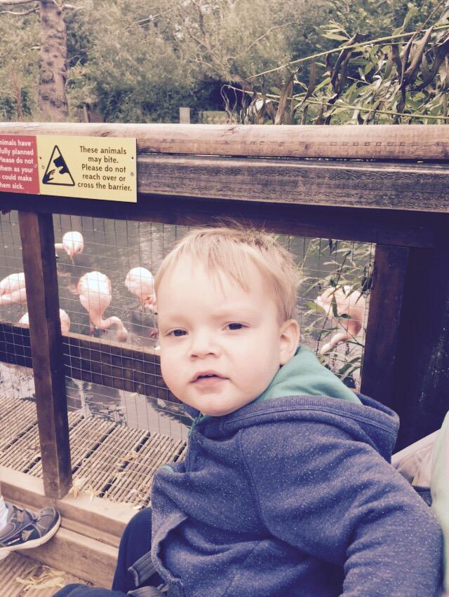 beane77's tweet image. No sure in the sign refers to my little man or the animals @TwycrossZoo
