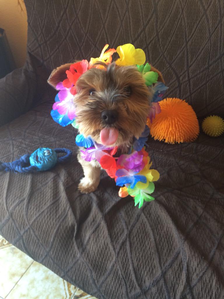 MPeaceAndLof's tweet photo. Cooper está listo para las vacaciones!!! #zapeando422 http://t.co/52IsuOxWiZ