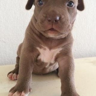 Bruno Gomes da Silva (@brunomaxidasil2) on Twitter photo 