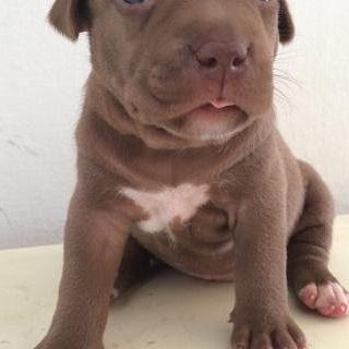 Bruno Gomes da Silva (@brunomaxidasil2) on Twitter photo 