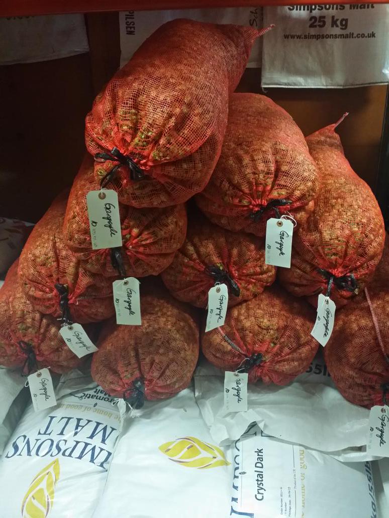 Fresh Gargoyle hops from Hops-Meister.Hop Goggles 2015 on the way.