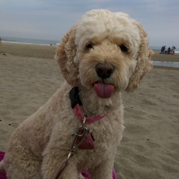 CockapooSyd's tweet photo. #TOT #tongueouttuesday #PrincessattheBeach #craftycockapoo http://t.co/wTEsS3xjzE