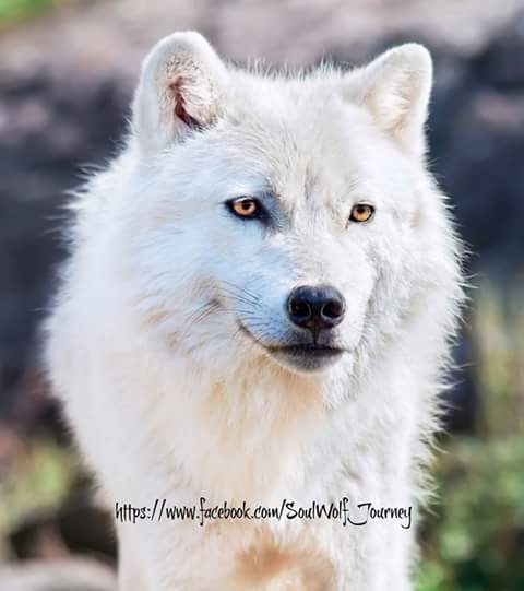 hugwildlife's tweet photo. “@kaylama54674519: Please help fight for us http://t.co/gAbcc5V86H”Beautiful Wolf!!! #StopCulling #NoKillingOfWolves #Howl4Wolves
