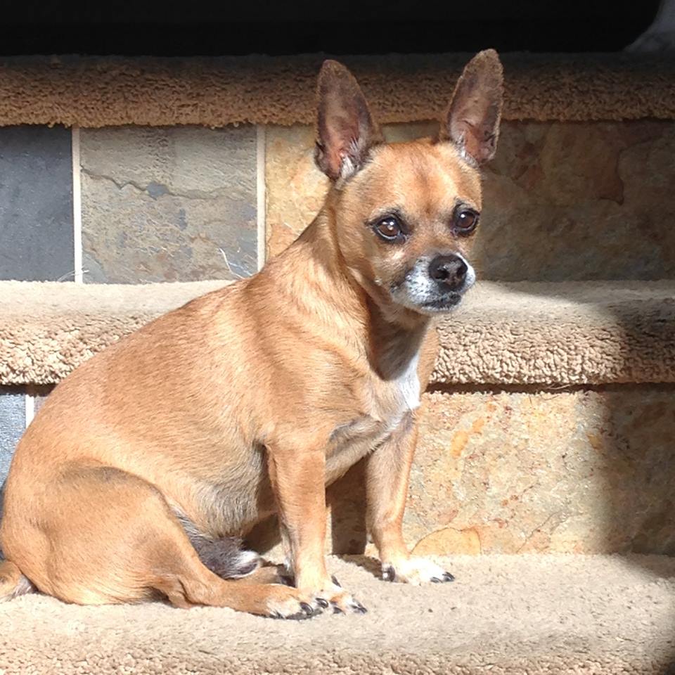 LeadandLoveRescue tweet media