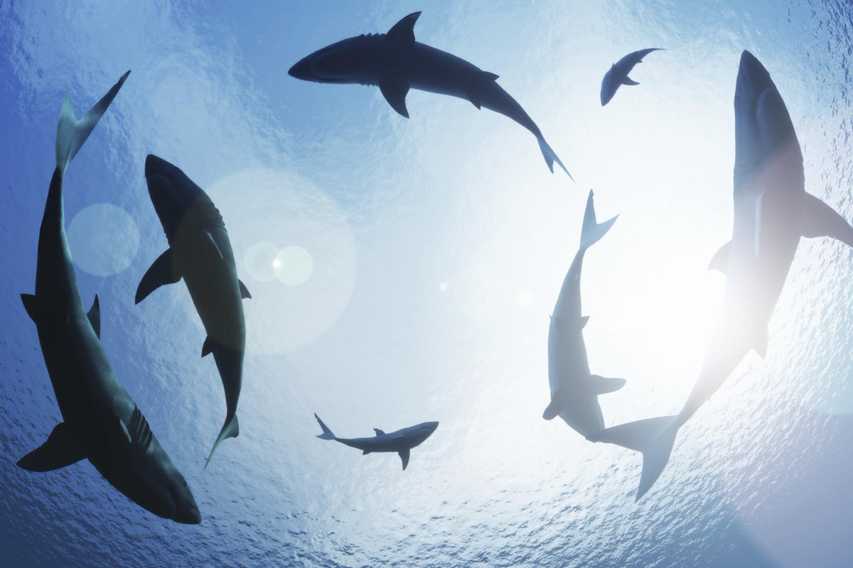 The_MMO's tweet image. The great shark egg hunt. Charity sets out to raise awareness of sharks in British waters: theguardian.com/voluntary-sect…