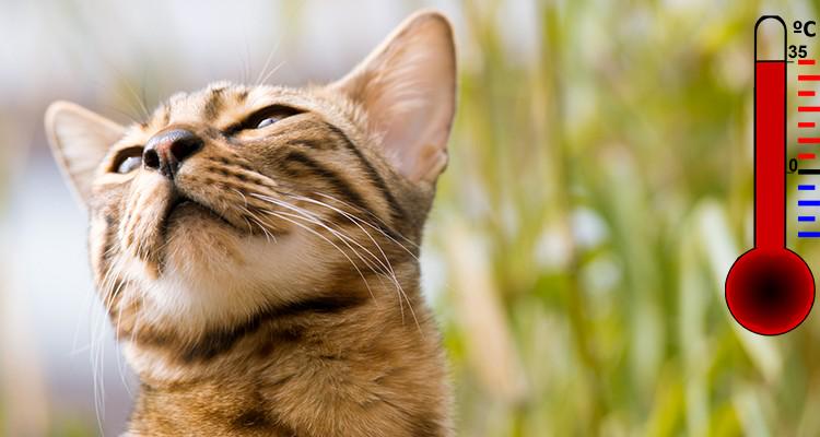 Dierenbescherming tweet media