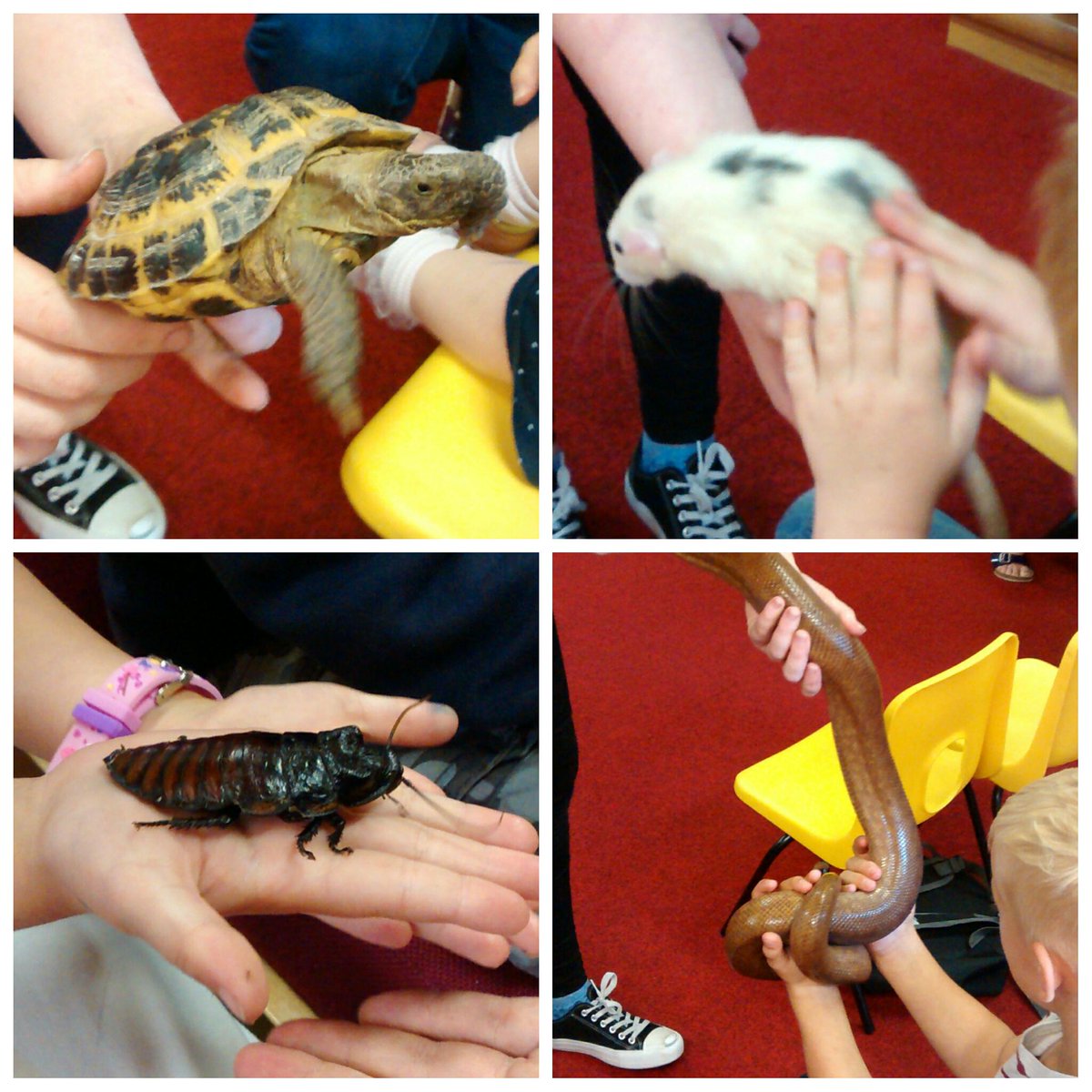 StaffsLibraries's tweet photo. So a big thank you from #PertonLibrary to Ranger @jesszoolab for a very fun and interesting afternoon! http://t.co/W2sPDd1CFh