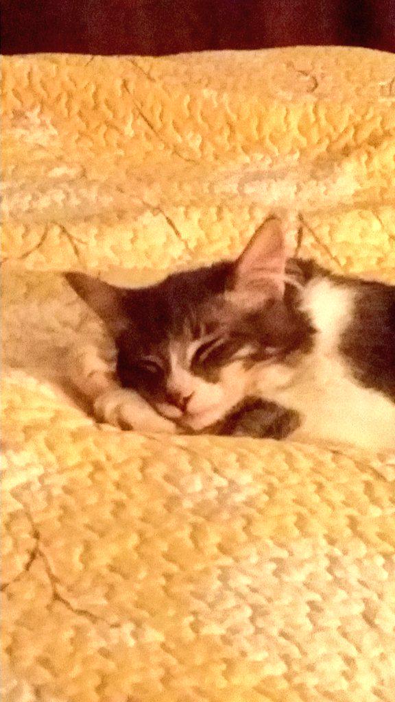 wloader33's tweet image. Long day #twitterweek #catsofinstagram