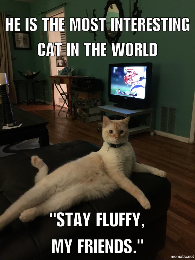 kellieaiken's tweet photo. Stay fluffy, my friends...#furbaby #DallasKitteh @9021Meow http://t.co/UakJuymMqm