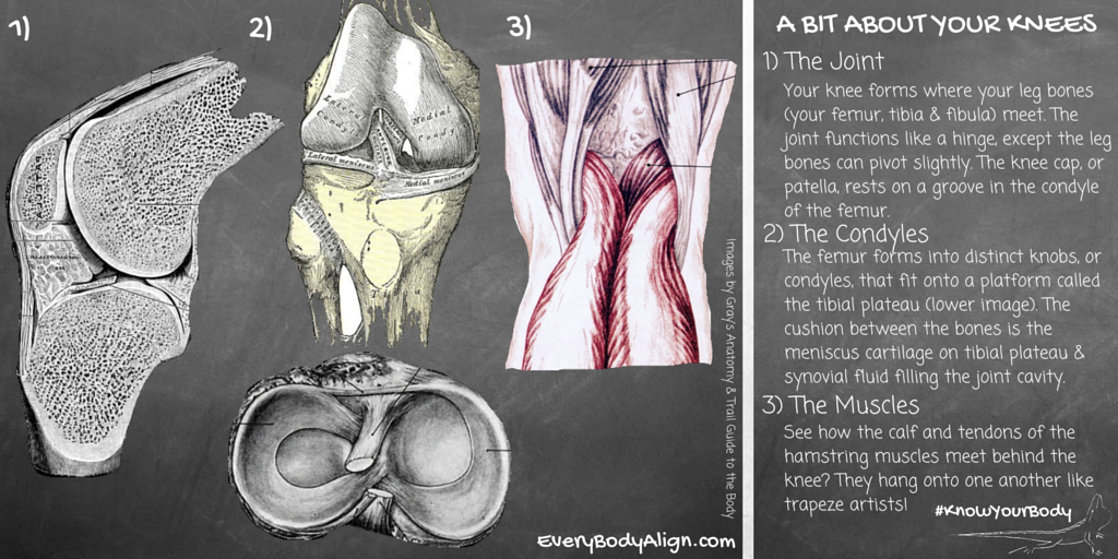 EveryBodyAlign's tweet image. One of the trickiest joints: The Knee. Learn about it &amp;amp; help prevent injury! #KnowYourBody #anatomy #health #yoga