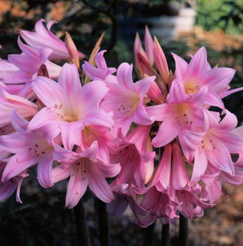 _CallaCo's tweet image. The stunning Amaryllis belladonna is available for a limited time only! Get yours while supplies last. #nakedlady