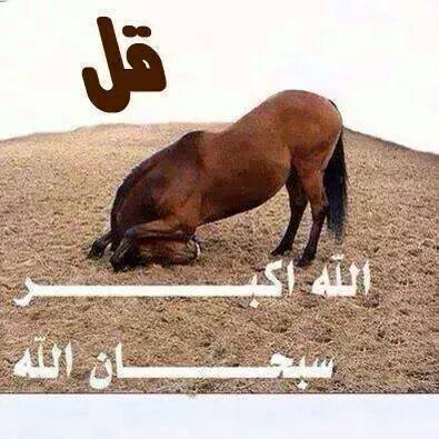 mokhtarloco's tweet image. 