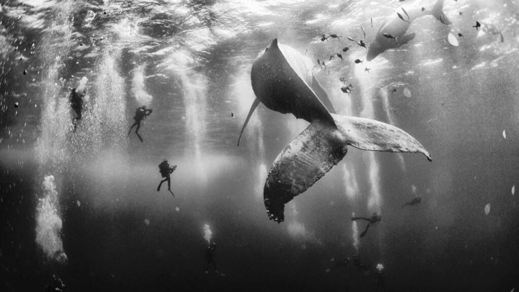 3CatInfo tweet media