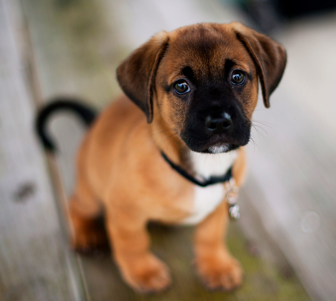tracyr1981's tweet photo. I'll just leave this here
#CuteDog http://t.co/BBIWC5RT8Z