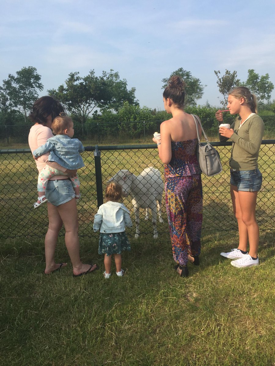 Dieren kijken en genieten van een ijsje op deze zomerse dag! ijsboerderijlabora.nl