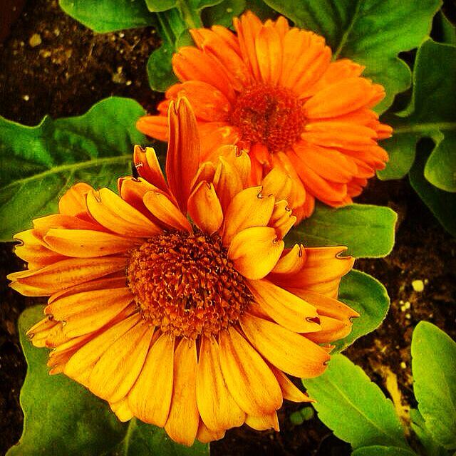 #flower #flowers #beauty