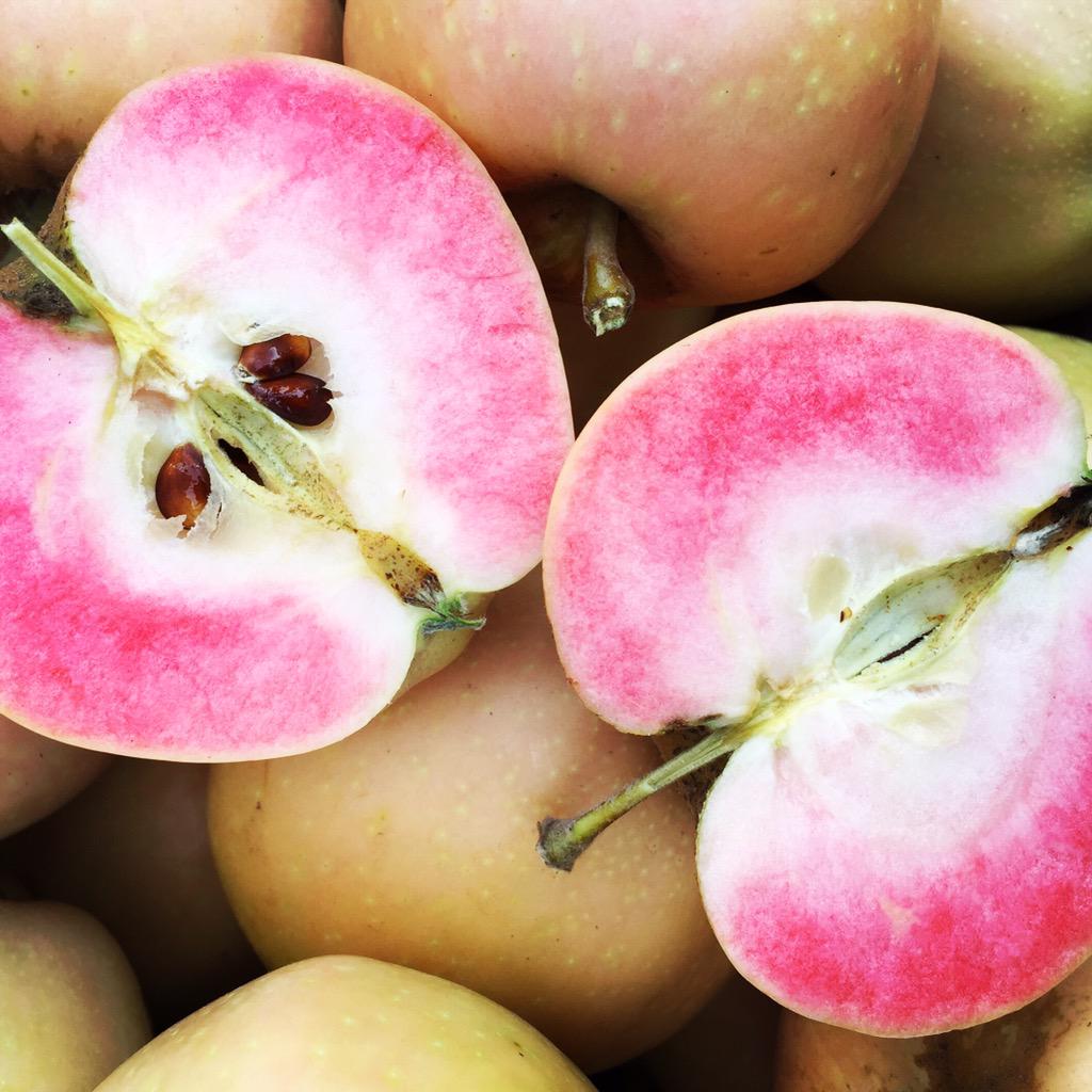 First apples of the season! <a href="/devoto_orchards/">Devoto Cider</a> is back on Tues. with Pink Pearls &amp; Gravensteins. Enjoy while they last!