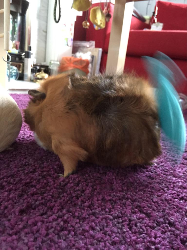 BortDoctor's tweet photo. Perhaps not #Bort #Ugamon #guineapig http://t.co/S3869ATshX