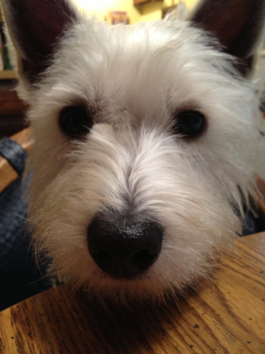 CoconutWestie's tweet photo. Anyone up for a STARING contest?  Say when. http://t.co/QP4nVpod9Q