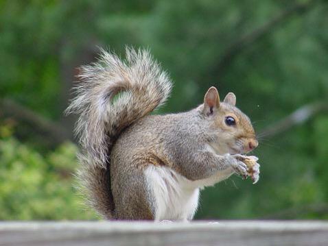 firemwilliams's tweet image. RT if you think this common squirrel could manage a bullpen better than Matt Williams