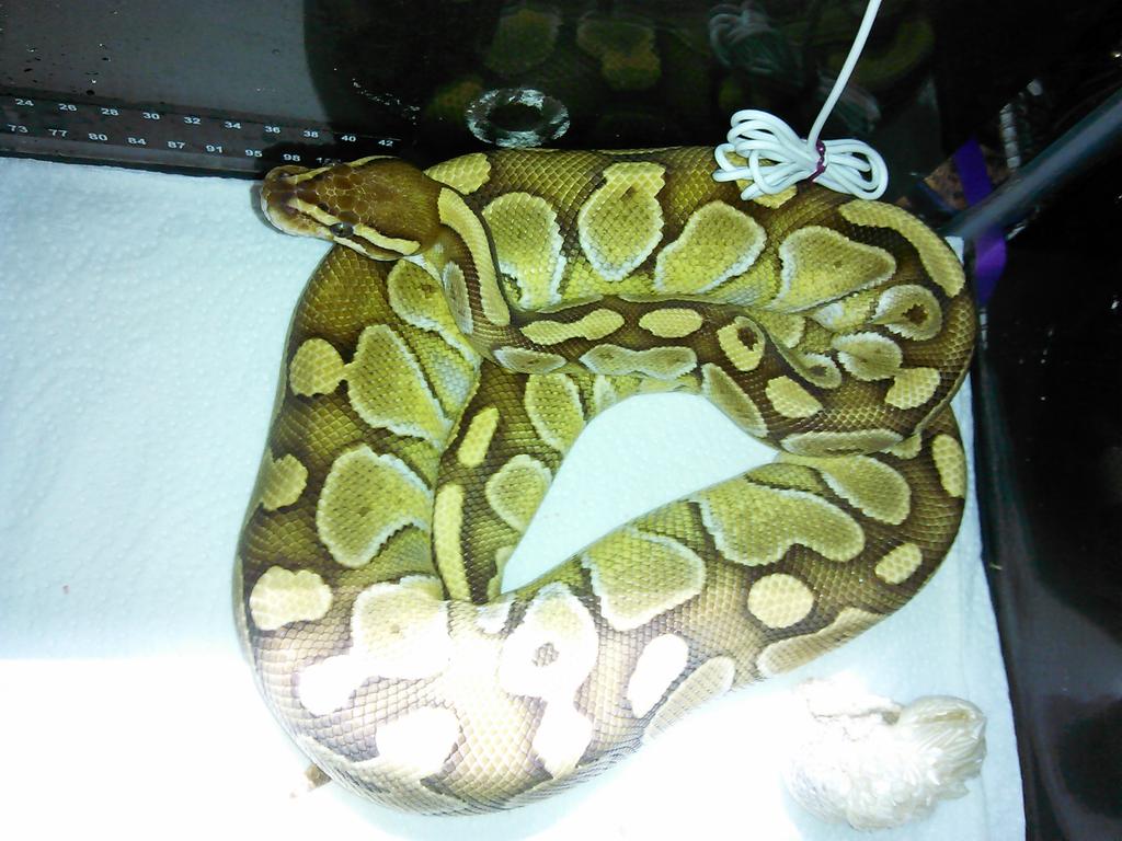 heathermcfadd01's tweet image. My beautiful #lesserballpython #BallPython #futuremom #fullshed