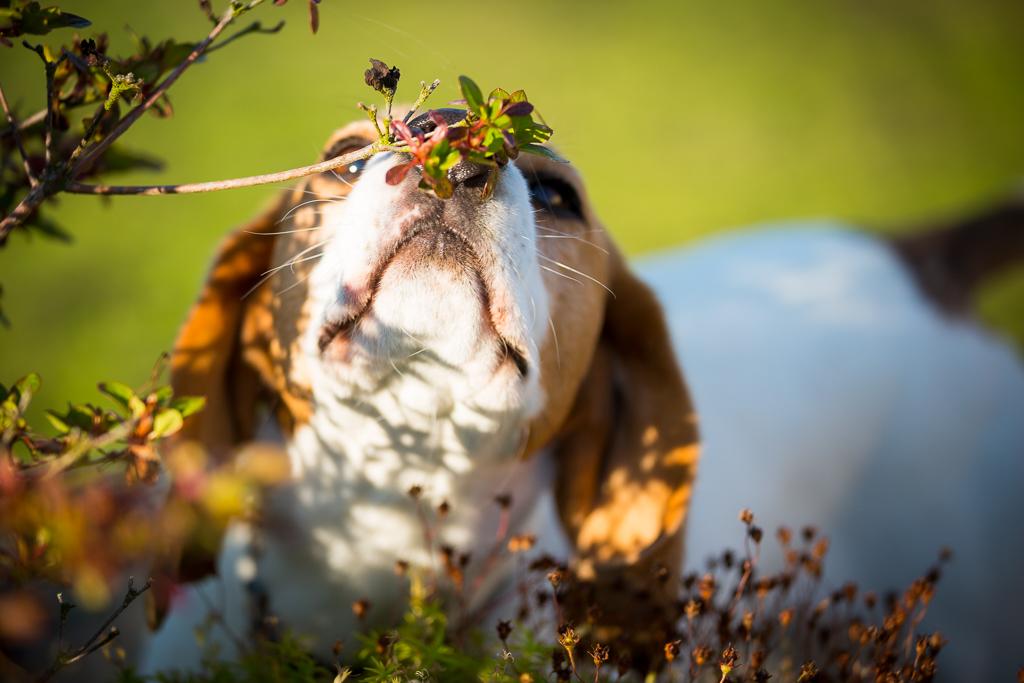 Beanie &amp; Biggles fall prey to The Observer Effect:
fourleggedpal.com/2015/08/02/bea…