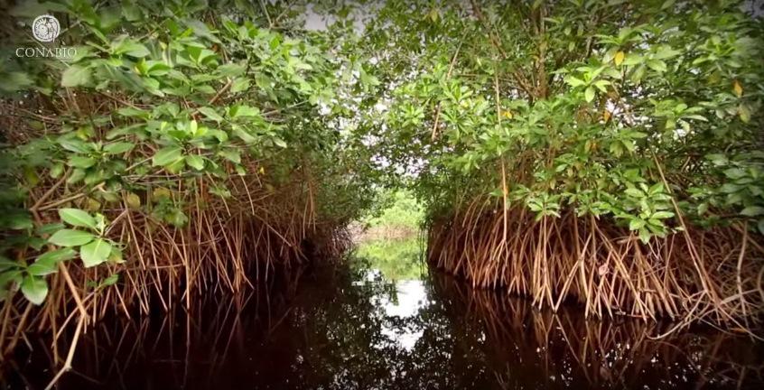 PdelCarmenTV's tweet photo. ¿Qué es el manglar y por qué debemos protegerlo? http://t.co/s8koAvYTpY
#SalvemosManglarTajamar #Cancun @SEMARNAT_mx http://t.co/F51UncG73f