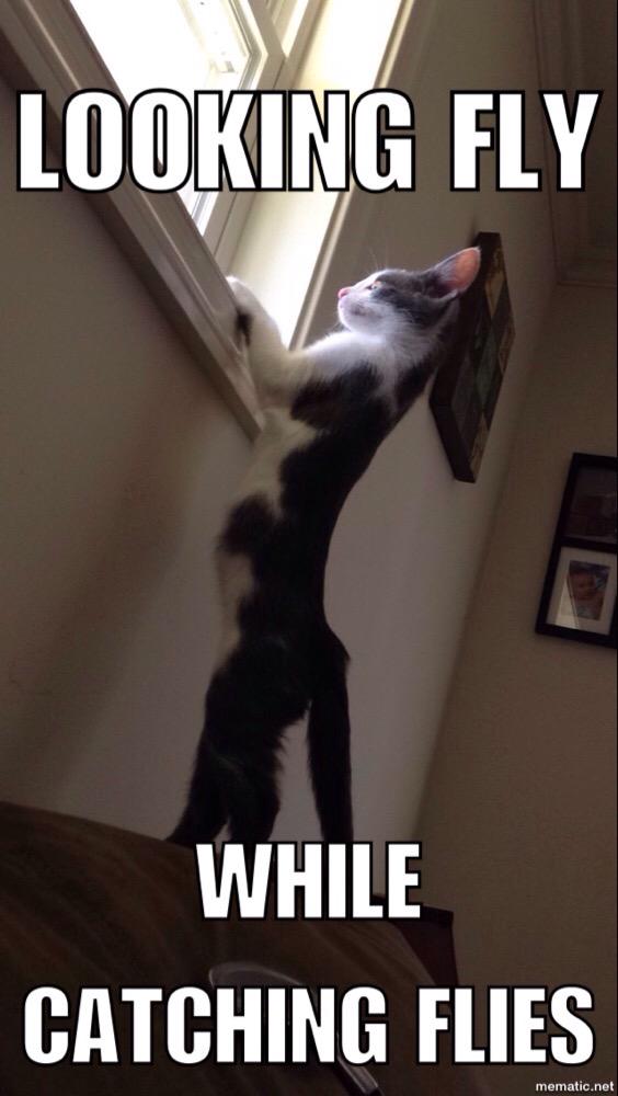 Strappa1's tweet image. #muggsy cat's posture is on fleek! #CatsOfTwitter #flycatching