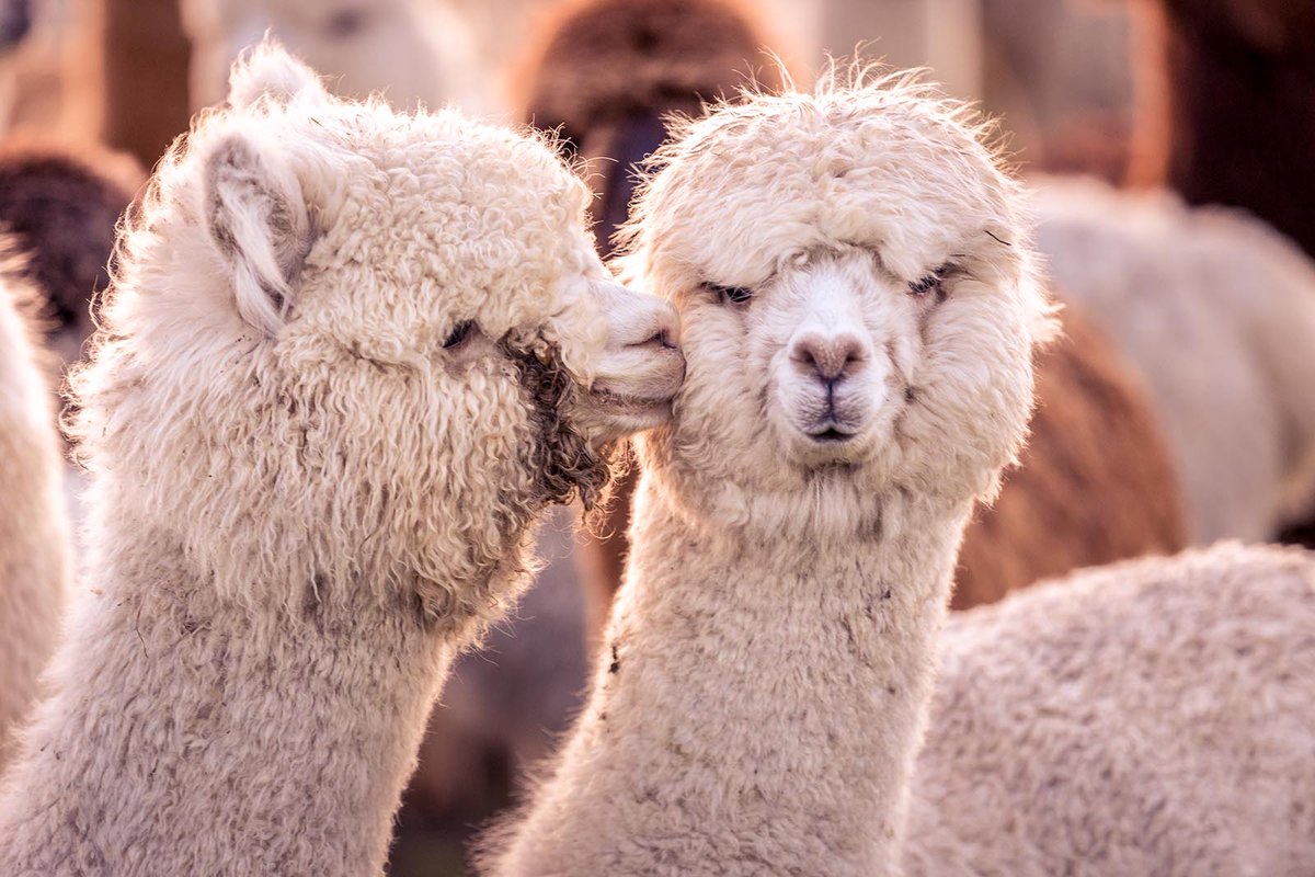 Alpaca Group NW tweet media