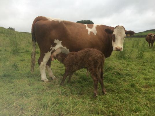 NickBuckley3's tweet photo. @Winster_Luings Favourite cow calved today, and she's had a bull #farming #simluing http://t.co/roExF75T1j